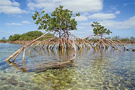 Rhizophora mangle, known as the red mangrove, is distributed in estuarine ecosystems throughout ...