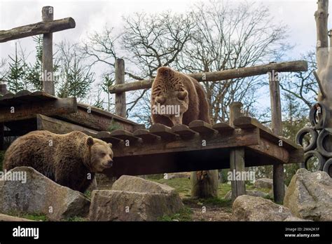 brown bear in the zoo Stock Photo - Alamy