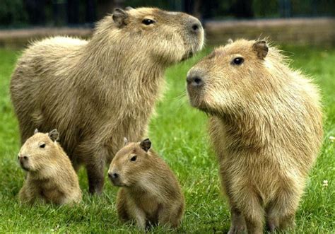 Capybara Family | Tiere