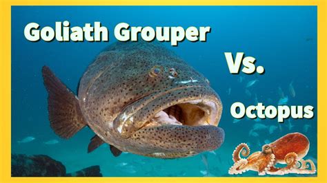 Goliath Grouper gulps down Octopus in one bite 🐙 ⚠ Lethal attack by a giant grouper - YouTube