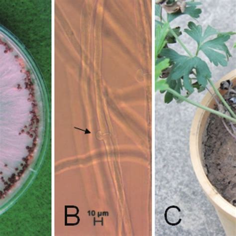 (PDF) Sclerotium Rot of Pulsatilla koreana Nakai Caused by Sclerotium ...