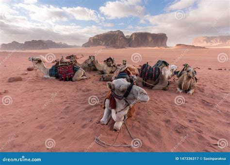 Group of Camels Chilling in the Morning at Wadi Rum Desert, Jordan ...