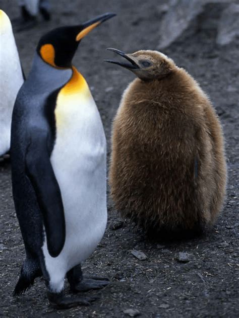 (PDF) The King Penguin: Life History, current status and priority conservation actions. In ...