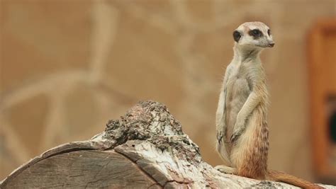 Meerkat Looking Out For Danger And Ready To Signal An Alarm. Stock ...