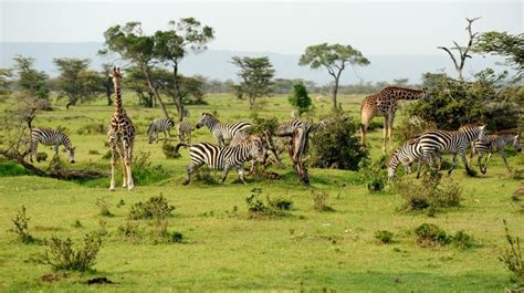 Kenya Tanzania Safari Tours - Absolute Holiday Safaris