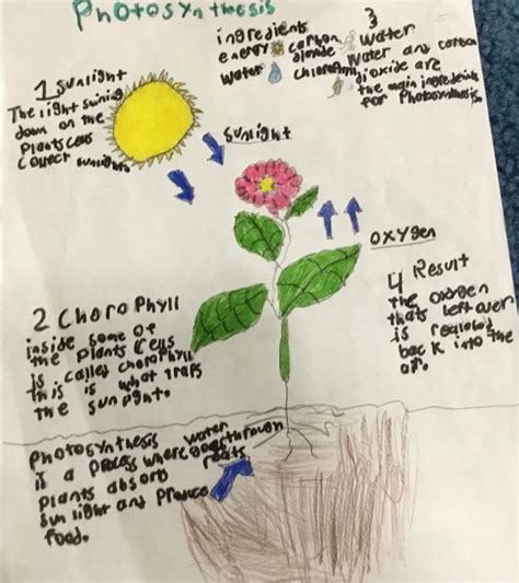 photosynthesis process - TUNDRA