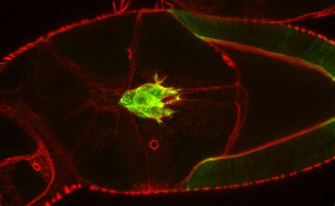 A new mechanism affecting cell migration found