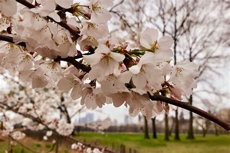 Central Park's Cherry Blossoms: Bloom Guide 2024