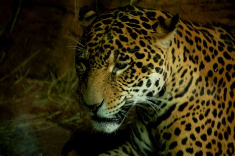 Definitive Guide To Jaguar Facts, Habitat, Conservation Status, Zoo Populations, Pictures On Zoo ...