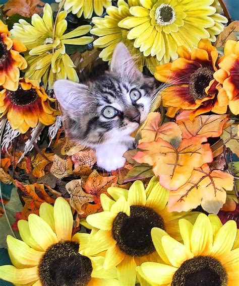 Baby Kitty Cat Munching Fall Leaves - Cute Kitten In Autumn Colors With Sunflowers - Fall Time ...