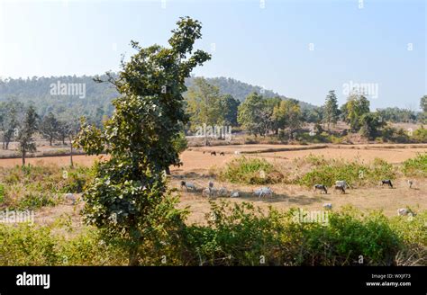 Landscape Scenery of Chhota Nagpur Semi arid Plateau, The Indo Gangetic ...