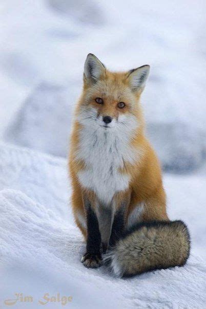 Fox, sitting pretty. | Animals, Cute animals, Animals wild