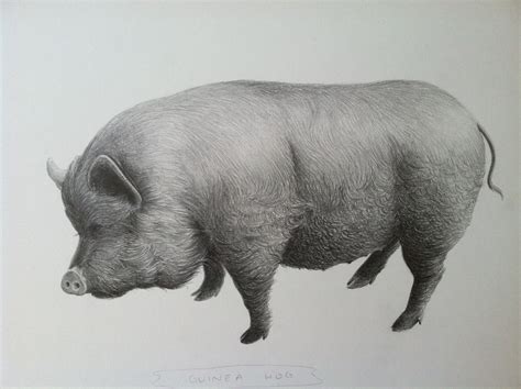 Pig Drawing - Cliparts.co