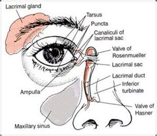 Nasolacrimal Duct Eye Model