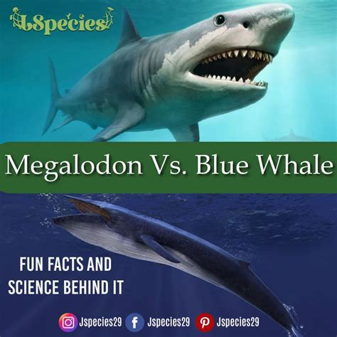 Megalodon Vs Blue Whale| Win Prediction