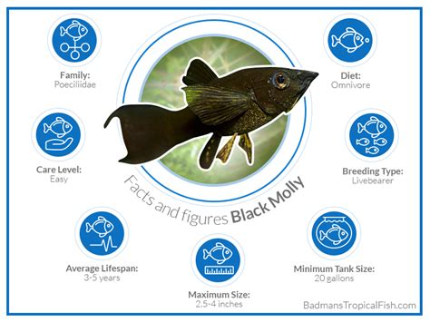 Black Molly | An Accurate Care Guide For A Euryhaline Fish