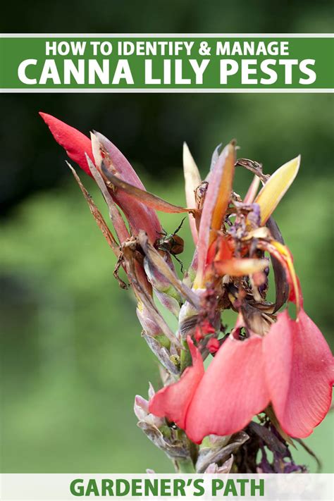 How to Identify and Control Common Canna Lily Pests | Gardener’s Path