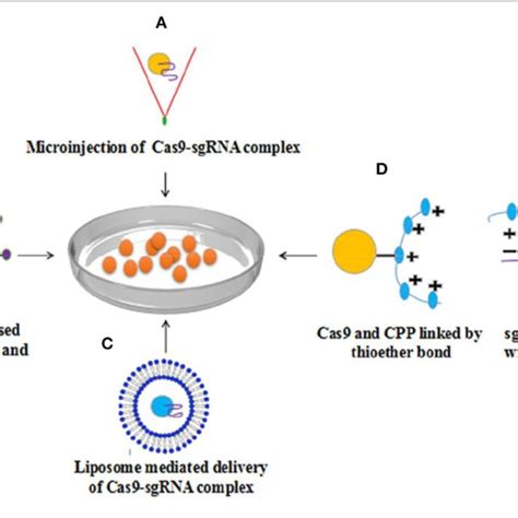 | Methods for delivery of Cas9-sgRNA complex to cell (A) Microinjection ...