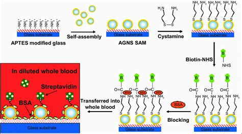 Schematic of fabrication process of the gold nanoshell self-assembled... | Download Scientific ...