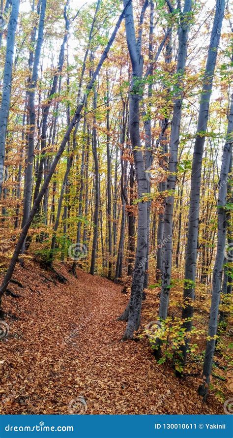 Autumn forest pathway stock image. Image of forest, color - 130010611