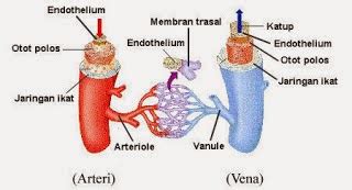 Perbedaan Pembuluh Darah Vena dan Arteri. - Disukai.Com