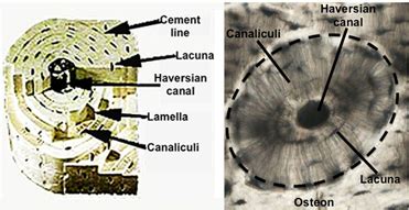 Lamellae Bone