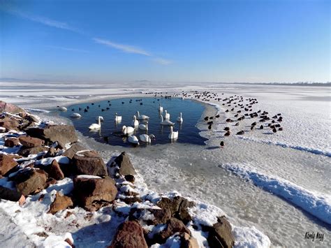 Károly Nagy - Winter Life (Lake Balaton, Hungary) | Balaton, Hungary, Places to visit