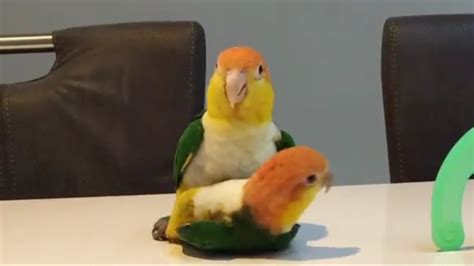 SMART AND FUNNY BIRDS - PARROT TALKING VIDEO COMPILATION | AYUNDA - YouTube