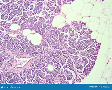 Histology of Human Pancreas Tissue Stock Photo - Image of squamous ...