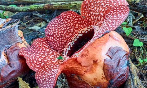 Rafflesia is the world largest flower when it bloom