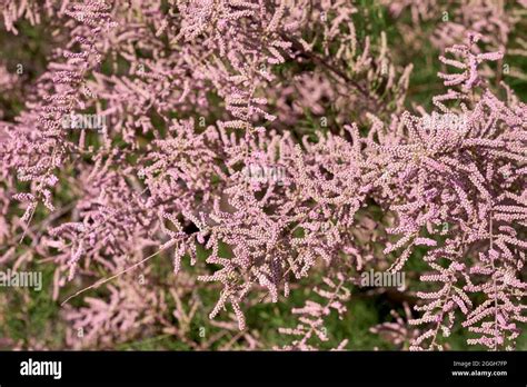 Tamarix chinensis or chinese tamarix pink flowers blooming in spring Stock Photo - Alamy