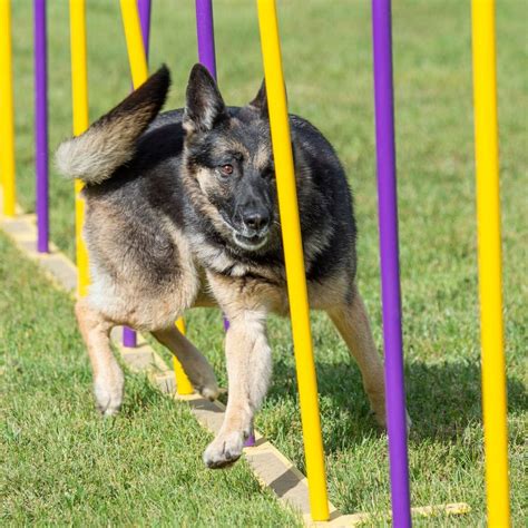 Agility Workshop - Weave Poles - Advanced • Pack of Paws Professional Dog Training