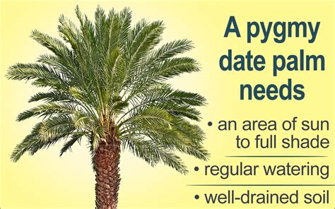 Pygmy Date Palm Care - Gardenerdy