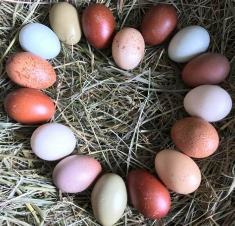 The Secret to Colorful Chicken Eggs | Star Milling Co