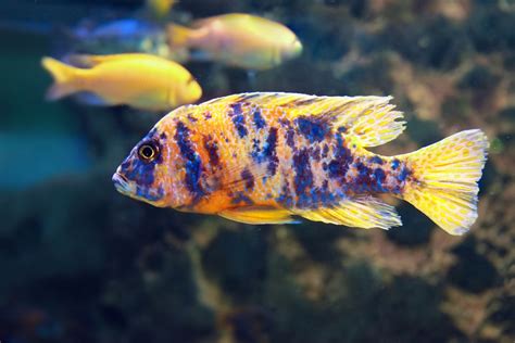 5 Species of Cichlids With Marine Fish Colors - Hikari Sales USA