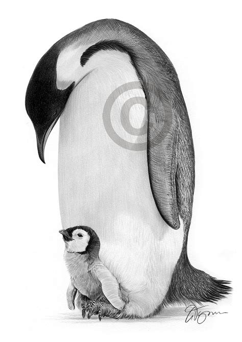 Pencil drawing of an emperor penguin by UK artist Gary Tymon