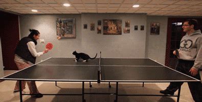 Cat ball bit GIF - Find on GIFER