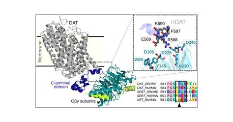 Structural Determinants of the Dopamine Transporter Regulation Mediated by G Proteins | Journal ...