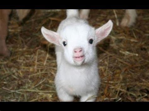 Funny Baby Goats Screaming - Funny Video Felease