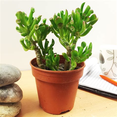 1 LARGE MATURE CACTI CACTUS SUCCULENT OFFICE INDOOR GARDEN PLANT @ 12cm POT | eBay