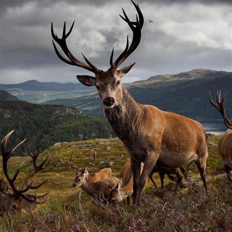 Red deer on the Moors of Scotland at Reraig Forest Estate.… | Flickr