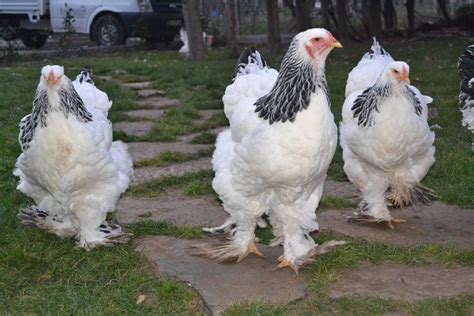 Image result for Light Brahma | Light brahma, Chicken coop, Brahma