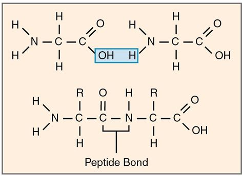 This is a polypeptide, the polymer of a protein. It is made when amino ...