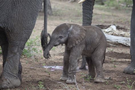 New-born Elephant-calf, Baby Stock Image - Image of brown, herbivores ...