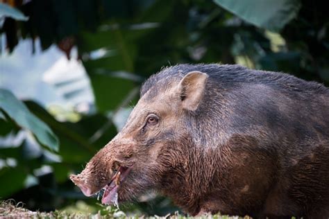 Wild boar - Kaeng Krachan National Park | This photo is publ… | Flickr