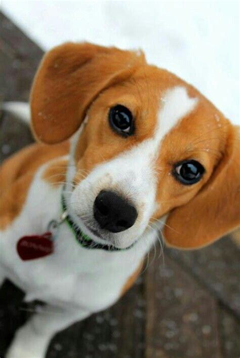 The Dachshund Beagle Mix: Understanding This Playful Hybrid