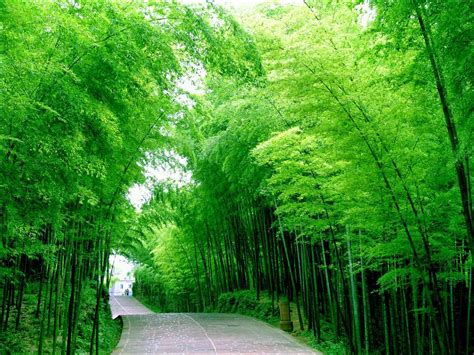 Shunan Bamboo Sea – The Biggest Natural Bamboo Forest | China Tours Online Blog