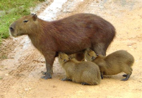 Colombia - Fauna de Colombia