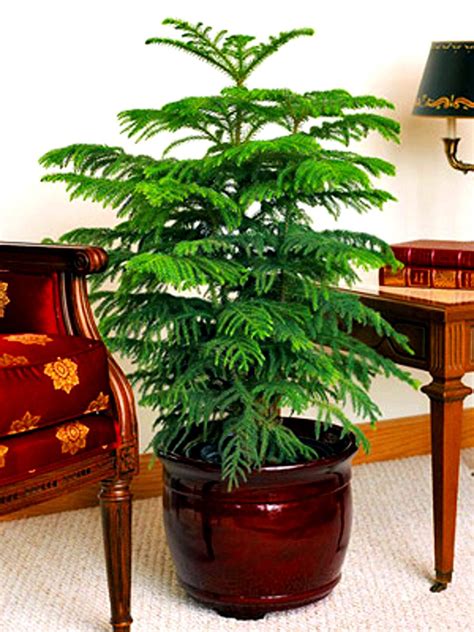 norfolk island pine | Easy house plants, Plants, Large indoor plants