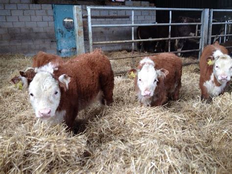 Miniature. Herefords - Here's looking at you too. Calves born on the ...